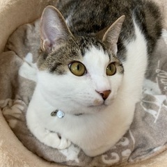 トライアル予定　きじしろちゃん