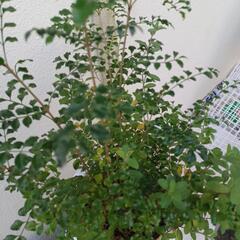 交渉中❗植物€シマトネリコ