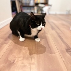 トライアル予定　はちわれちゃん