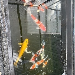年末セール　錦鯉　1000円〜の画像