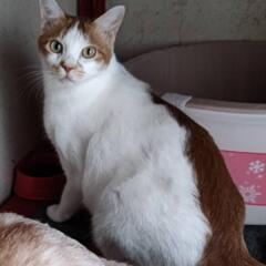 かわいい兄弟２匹の里親決まりました！