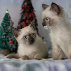１２月１８日［日)三鷹で猫の譲渡会🎅🏼🎅🏼クリスマス本番　猫たく...