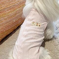 (元値2500円の品)犬猫用服超美品(色水色)の画像
