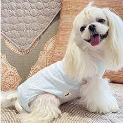 (元値2500円の品)犬猫用服超美品(色水色)の画像