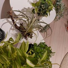 フェイクグリーン セット 観葉植物 7点セットの画像