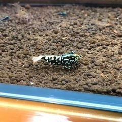 只今50%オフ（R-エビ）キング血統　最高峰グレード　ギャラクシ...
