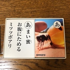 新品未使用　イッテQ珍獣ハンター　イモトかるた　2016の画像