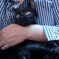 里親募集
