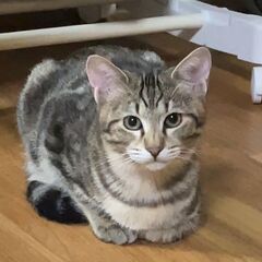 募集中！子猫のレオンくん(アメショのような渦巻き模様)