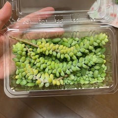 多肉植物・ビアポップ・カット苗や葉挿しなど