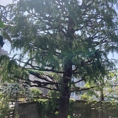 【蕨/川口/浦和/草加】剪定/伐採/抜根お庭のお手入れ地元の植木屋（有）ハヤカワ商店 - 剪定/造園