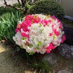 【蕨/川口/浦和/草加】剪定/伐採/抜根お庭のお手入れ地元の植木...