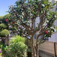【蕨/川口/浦和/草加】剪定/伐採/抜根お庭のお手入れ地元の植木屋（有）ハヤカワ商店 − 埼玉県