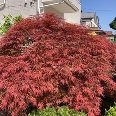 【蕨/川口/浦和/草加】剪定/伐採/抜根お庭のお手入れ地元の植木屋（有）ハヤカワ商店 - 蕨市