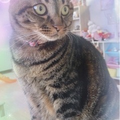 譲ってもらえませんか？【猫用品】ゲージ等
