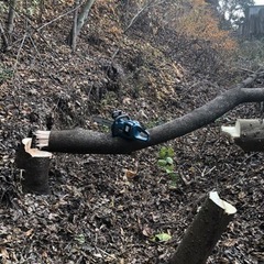 【お取引中】倒木、薪にどうぞ