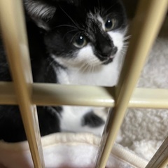 プクプク2〜3か月の雄子猫。あったかい家族になって下さい❣️