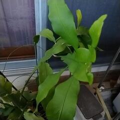 月下美人　カット苗の画像