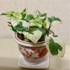 ポトス　エンジョイの画像