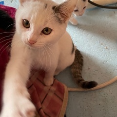 緊急募集　猫の５兄弟の里親さんを探してます。