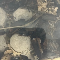 爬虫類や哺乳類仲間募集！ − 沖縄県
