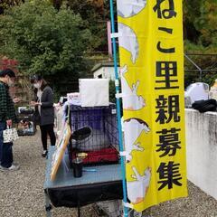 保護猫のボランティア募集！！