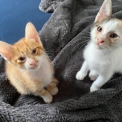 茶トラと三毛の女の子里親募集してます！写真追加しました！