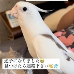 オカメインコホワイトフェイスが迷子になりました！