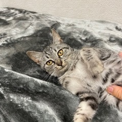 生後5ヶ月　メス　子猫を保護しています