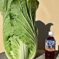 白菜　EM農法　有機栽培の画像