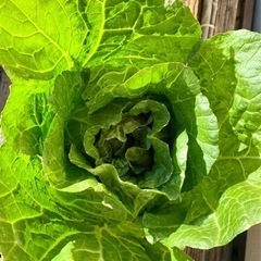 白菜　EM農法　有機栽培