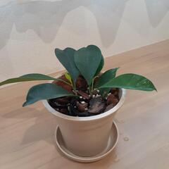 ガジュマル
