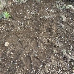 家の残土  ですの画像