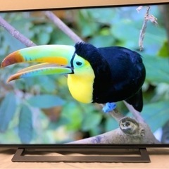 決まりました‼️ 高画質✨　東芝　4K テレビ　50インチ　TOSHIBA 4K TV 50M530X 2020