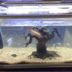 決まりました！　水槽セット　60インチ