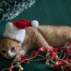 １２月１８日［日)三鷹で猫の譲渡会🎅🏼🎅🏼クリスマス本番　猫たくさん🎅🏼🎅🏼茶トラの男の子4ヶ月　飼い主不在確認すみ。 - 猫