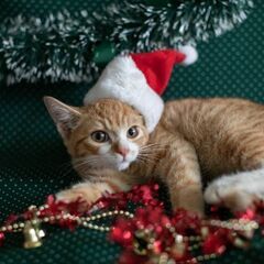 １２月１８日［日)三鷹で猫の譲渡会🎅🏼🎅🏼クリスマス本番　猫たくさん🎅🏼🎅🏼茶トラの男の子4ヶ月　飼い主不在確認すみ。の画像