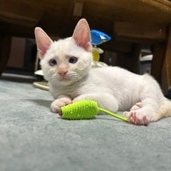 2ヶ月茶シャムの男の子！2匹で家族に迎えていただける方優先です🙇‍♀️ - 猫