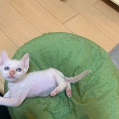 2ヶ月茶シャムの男の子！2匹で家族に迎えていただける方優先です🙇‍♀️ - 石巻市