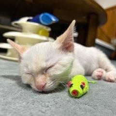 2ヶ月茶シャムの男の子！2匹で家族に迎えていただける方優先です🙇‍♀️ − 宮城県