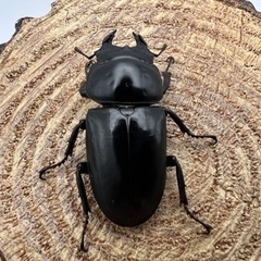 ネパレンシス　ネパールコクワガタ　ペア［20221212］の画像