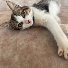 １２月１８日［日)三鷹で猫の譲渡会🎅🏼🎅🏼クリスマス本番　猫たく...