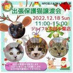 ねこけん千葉支部出張保護猫譲渡会開催しまーす🎵