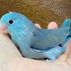 【里親さま決まりました】マメルリハインコ　オス　１歳 - 高槻市