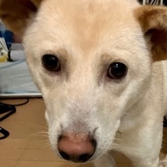 モグ君新しいおうちを探しています（ ; ; ）