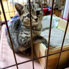 １ヶ月の子猫