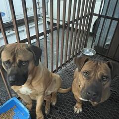 土佐犬　オス2歳