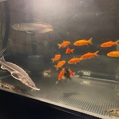 早い者勝ちです！！の画像