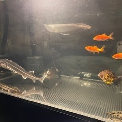 早い者勝ちです！！の画像