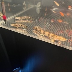 早い者勝ちです！！の画像